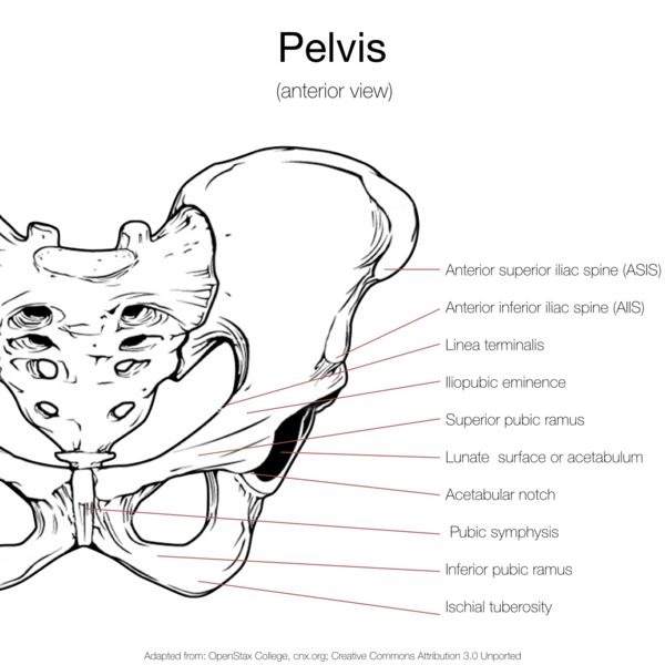 File:Bony pelvis (illustrations) (Radiopaedia 42764-45927 K 1).png