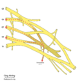 Brachial plexus (diagram) (Radiopaedia 37612-39492 Thoracodorsal nerve 1).png