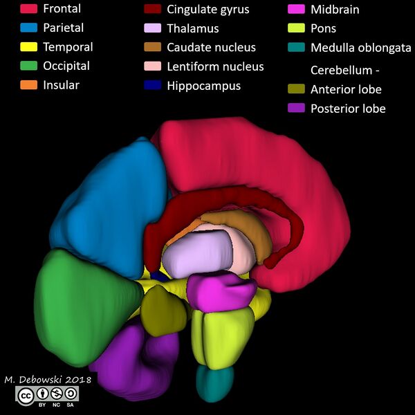 File:Brain lobes - annotated MRI (Radiopaedia 61691-69700 3D reconstruction 78).JPG