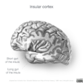 Neuroanatomy- insular cortex (diagrams) (Radiopaedia 46846-51375 G 2).png