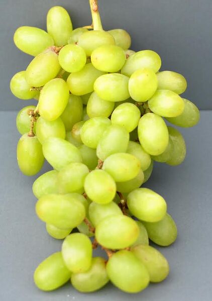 File:Bunch of grapes (Radiopaedia 44685).jpg