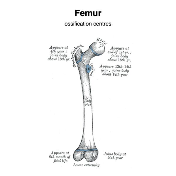 File:Femur - ossification centers (Gray's illustration) (Radiopaedia 83337).jpeg