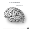Neuroanatomy- lateral cortex (diagrams) (Radiopaedia 46670-51313 Postcentral gyrus 2).png