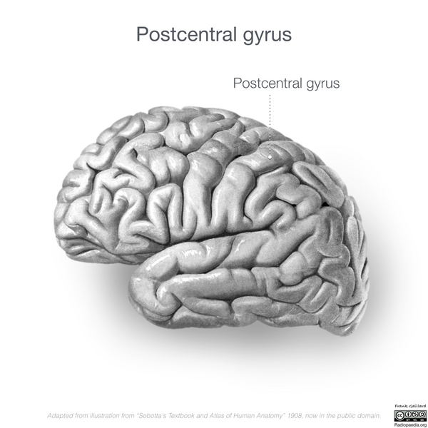 File:Neuroanatomy- lateral cortex (diagrams) (Radiopaedia 46670-51313 Postcentral gyrus 2).png