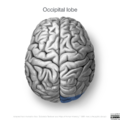 Neuroanatomy- superior cortex (diagrams) (Radiopaedia 59317-66669 Occipital lobe 4).png