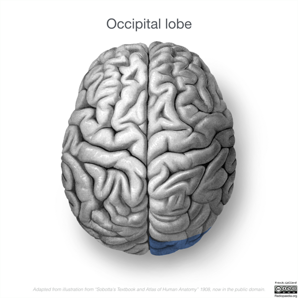 File:Neuroanatomy- superior cortex (diagrams) (Radiopaedia 59317-66669 Occipital lobe 4).png