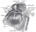 Auditory anatomy - Gray's anatomy illustration (Radiopaedia 10520-10990 C 1).png