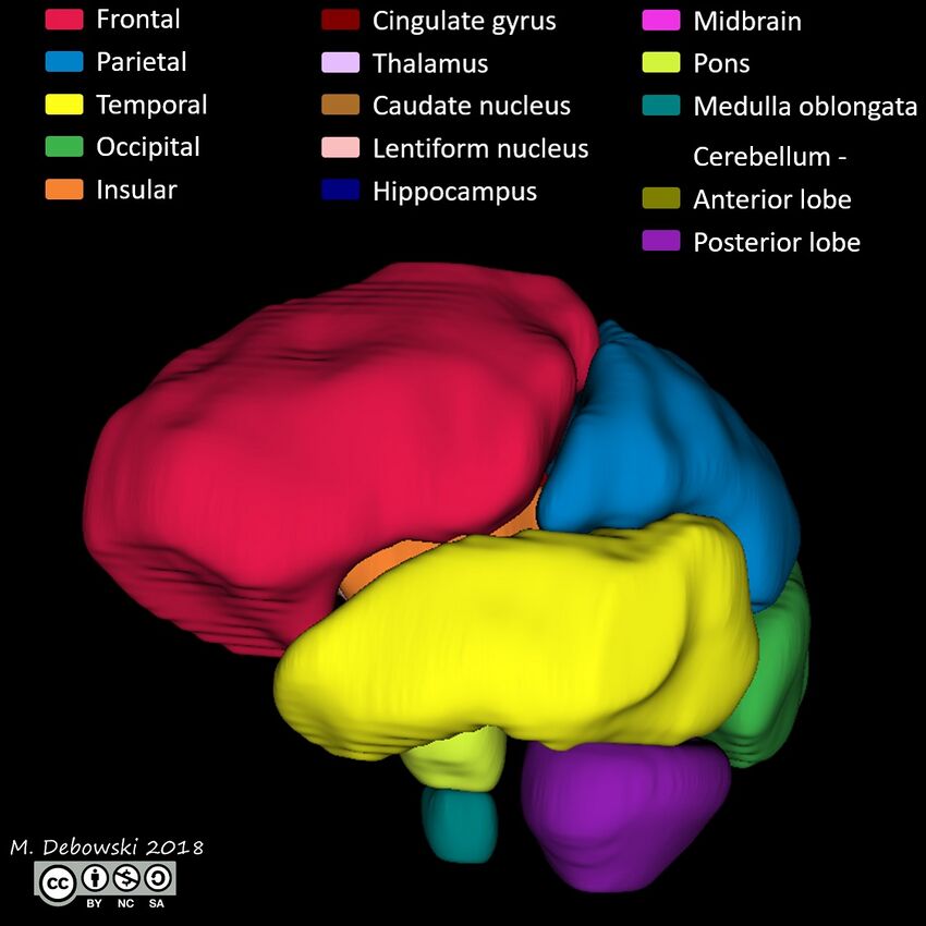 Brain lobes - annotated MRI (Radiopaedia 61691-69700 3D reconstruction 36).JPG