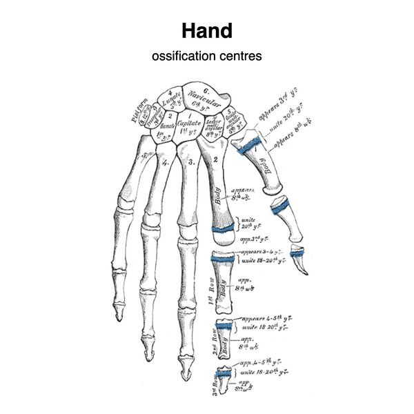 File:Hand - ossification centers (Gray's illustrations) (Radiopaedia 83303).jpeg