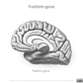 Neuroanatomy- medial cortex (diagrams) (Radiopaedia 47208-52697 Fusiform gyrus 7).png
