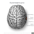 Neuroanatomy- superior cortex (diagrams) (Radiopaedia 59317-66671 Supramarginal gyrus 2).png
