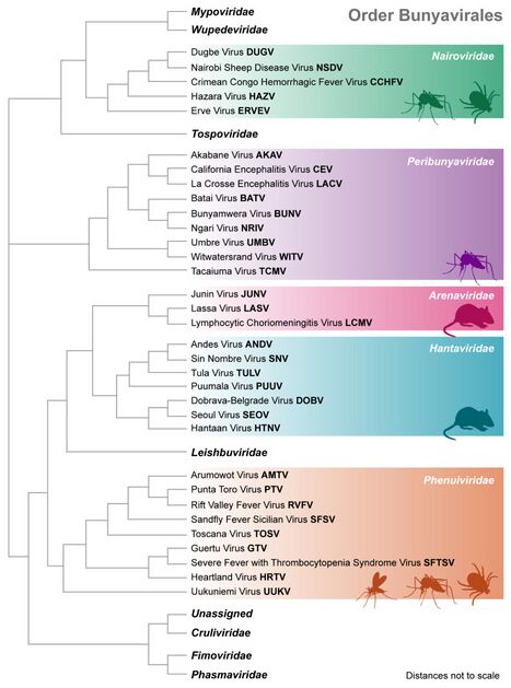 Bunyavirales Phylogenetic tree (bracket representation)