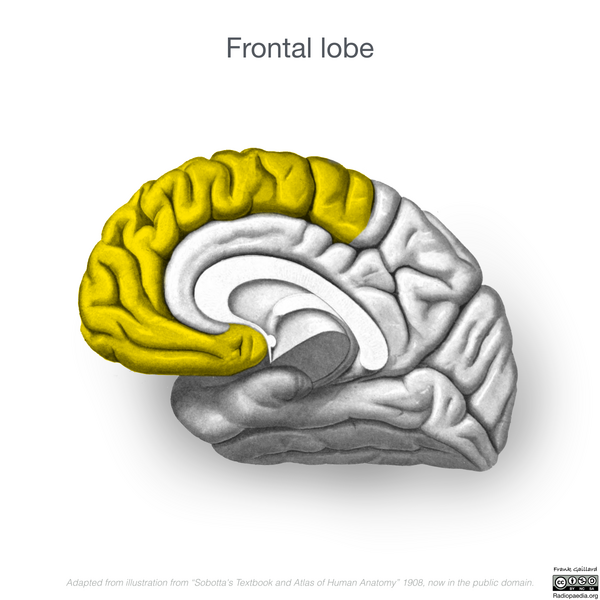 File:Neuroanatomy- medial cortex (diagrams) (Radiopaedia 47208-51763 Frontal lobe 6).png