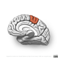 Neuroanatomy- medial cortex (diagrams) (Radiopaedia 47208-52697 Paracentral lobule 13).png