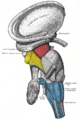 Brainstem tracts (Gray's illustrations) (Radiopaedia 81894-95861 A 1).png