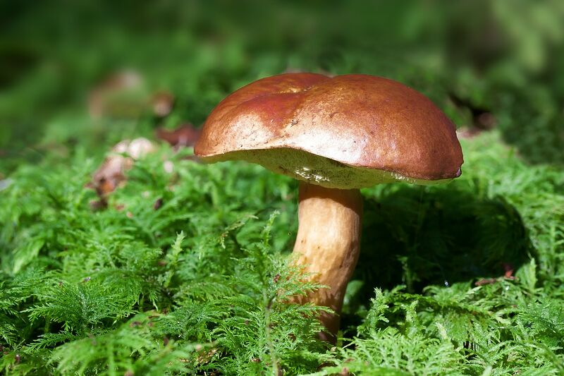 File:Mushroom (photo) (Radiopaedia 76526).jpg