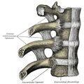 Costovertebral joints (Gray's illustration) (Radiopaedia 82852).jpeg
