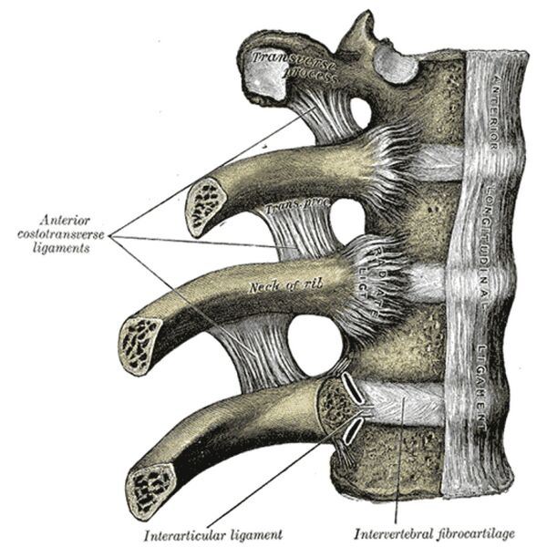 File:Costovertebral joints (Gray's illustration) (Radiopaedia 82852).jpeg