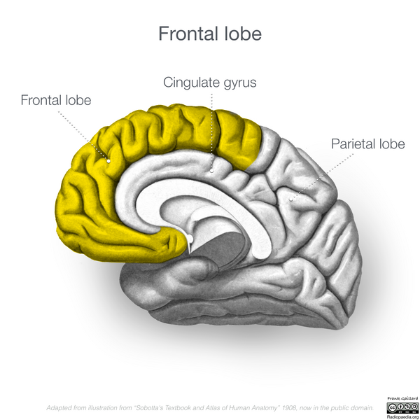 File:Neuroanatomy- medial cortex (diagrams) (Radiopaedia 47208-51763 Frontal lobe 4).png