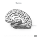 Neuroanatomy- medial cortex (diagrams) (Radiopaedia 47208-52697 Cuneus 7).png