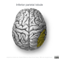 Neuroanatomy- superior cortex (diagrams) (Radiopaedia 59317-66671 D 4).png