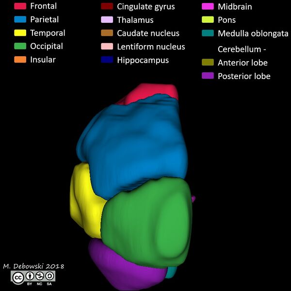 File:Brain lobes - annotated MRI (Radiopaedia 61691-69700 3D reconstruction 62).JPG