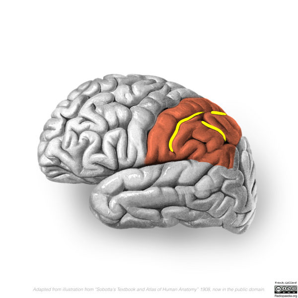 File:Neuroanatomy- lateral cortex (diagrams) (Radiopaedia 46670-51201 Parietal lobe 5).png