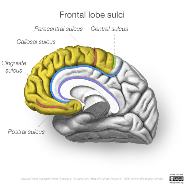 File:Neuroanatomy- medial cortex (diagrams) (Radiopaedia 47208-58969 B 1).png