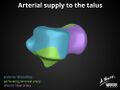 Anatomy of the talus (Radiopaedia 31891-32847 A 1).jpg