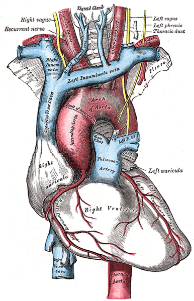 File:Cardiac vessels - Gray's anatomy illustrations (Radiopaedia 34282-35571 G 1).png