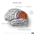 Neuroanatomy- lateral cortex (diagrams) (Radiopaedia 46670-51156 Parietal lobe 5).png