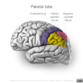 Neuroanatomy- lateral cortex (diagrams) (Radiopaedia 46670-51313 Pareital lobe gyri 1).png