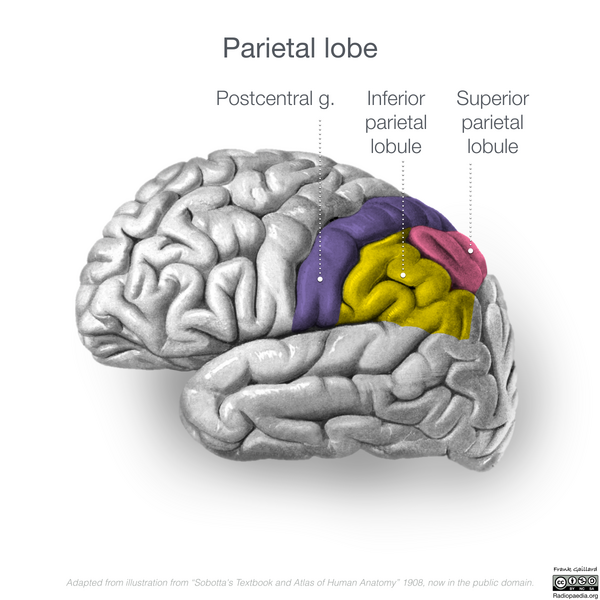 File:Neuroanatomy- lateral cortex (diagrams) (Radiopaedia 46670-51313 Pareital lobe gyri 1).png