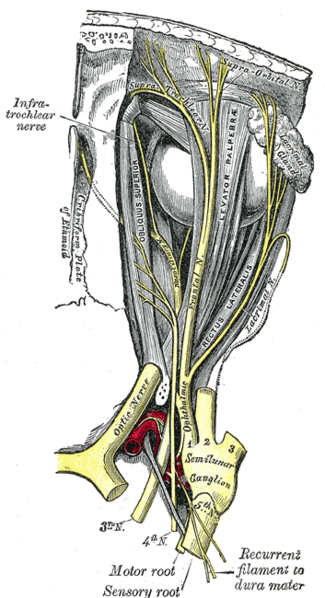 File:Anatomy of the ophthalmic division of the trigeminal nerve (Gray's illustration) (Radiopaedia 82241).png