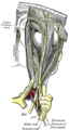Anatomy of the ophthalmic division of the trigeminal nerve (Gray's illustration) (Radiopaedia 82241).png