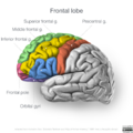 Neuroanatomy- lateral cortex (diagrams) (Radiopaedia 46670-51313 Frontal lobe gyri 1).png