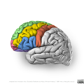 Neuroanatomy- lateral cortex (diagrams) (Radiopaedia 46670-51313 Frontal lobe gyri 4).png