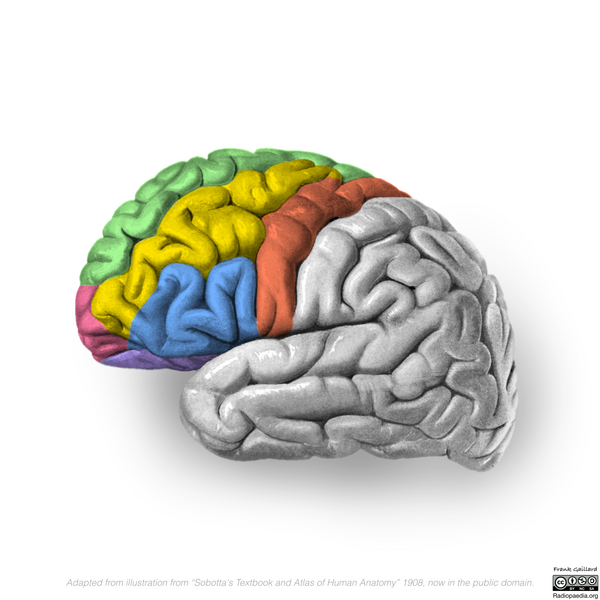 File:Neuroanatomy- lateral cortex (diagrams) (Radiopaedia 46670-51313 Frontal lobe gyri 4).png
