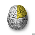 Neuroanatomy- superior cortex (diagrams) (Radiopaedia 59317-66669 Frontal lobe 5).png