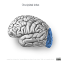 Neuroanatomy- lateral cortex (diagrams) (Radiopaedia 46670-51156 Occipital lobe 2).png