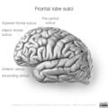 Neuroanatomy- lateral cortex (diagrams) (Radiopaedia 46670-51201 C 4).png