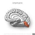 Neuroanatomy- medial cortex (diagrams) (Radiopaedia 47208-52697 Lingual gyrus 5).png