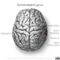 Neuroanatomy- superior cortex (diagrams) (Radiopaedia 59317-66671 Supramarginal gyrus 1).png