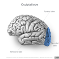 Neuroanatomy- lateral cortex (diagrams) (Radiopaedia 46670-51156 Occipital lobe 4).png