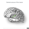 Neuroanatomy- insular cortex (diagrams) (Radiopaedia 46846-51375 Central sulcus 3).png