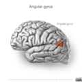 Neuroanatomy- lateral cortex (diagrams) (Radiopaedia 46670-51313 Angular gyrus 1).png