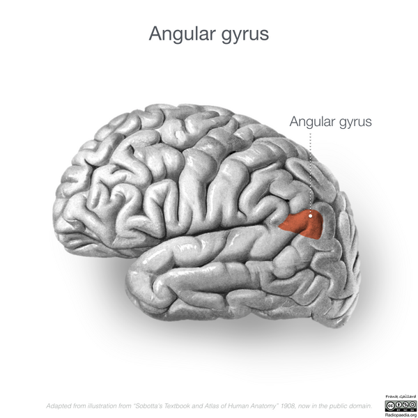 File:Neuroanatomy- lateral cortex (diagrams) (Radiopaedia 46670-51313 Angular gyrus 1).png