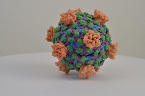 Rotavirus, a type of reovirus, is the major worldwide cause of severe childhood diarrhea