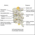 Bones and ligaments of the vertebral column (illustrations) (Radiopaedia 42770-45935 E 1).jpg