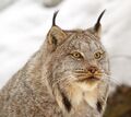 Canadian lynx (photograph) (Radiopaedia 72460).jpg